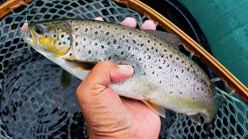 180622 vive trout