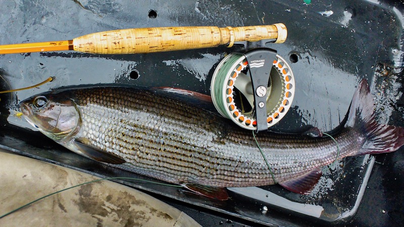 180628 rena splitcane grayling