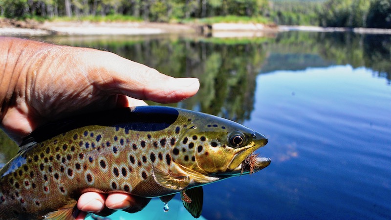 180630 deset trout
