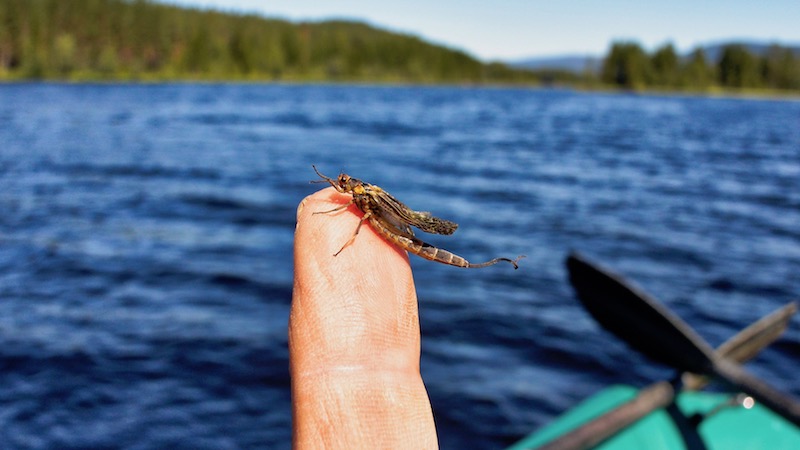 180701 holmbo mayfly hatch