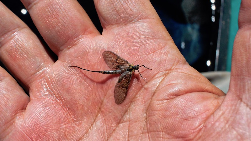 180701 holmbo mayfly spinner