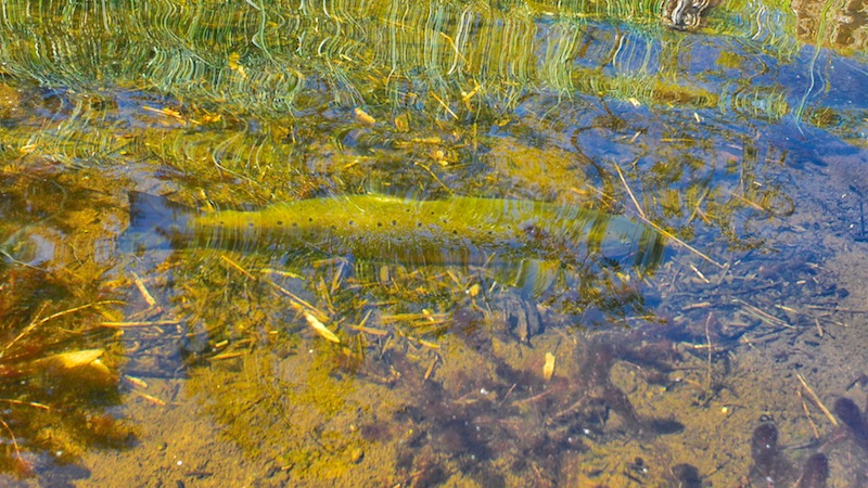 180701 holmbo trout water
