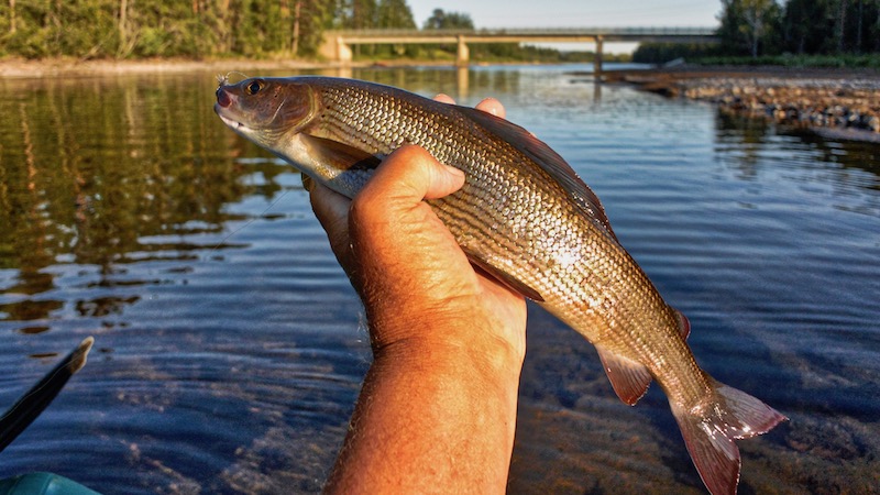 180702 deset grayling