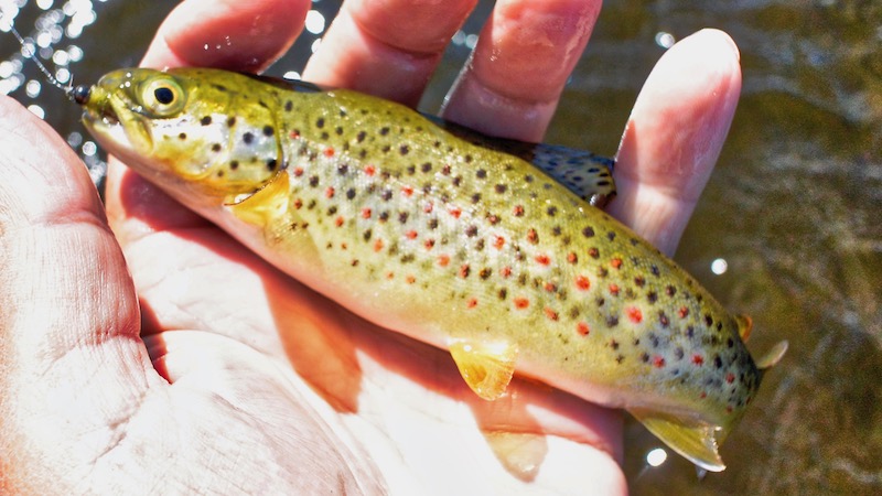 180703 lindstad small trout