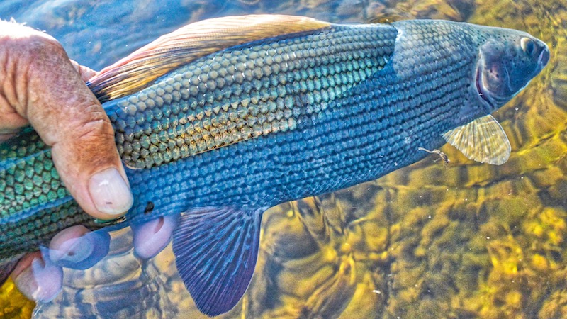 180705 deset leopard grayling