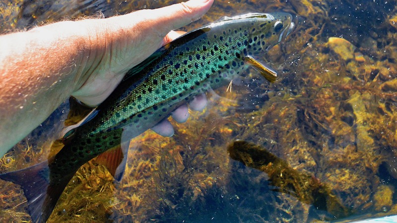 180705 rena deset brown trout