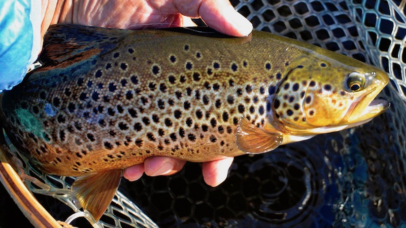 Rena ørred 180707 rena trout