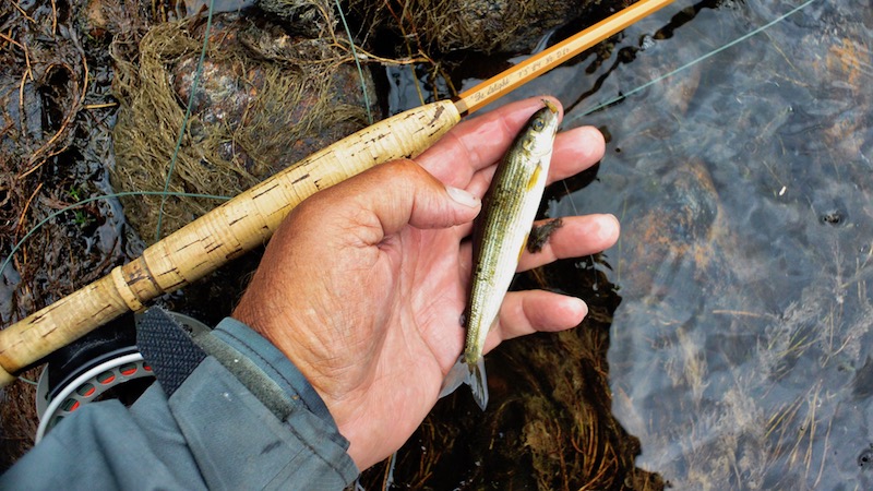 180712 mathies hole small grayling
