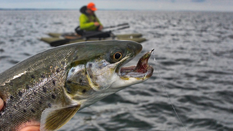 180829 fjellerup seatrout