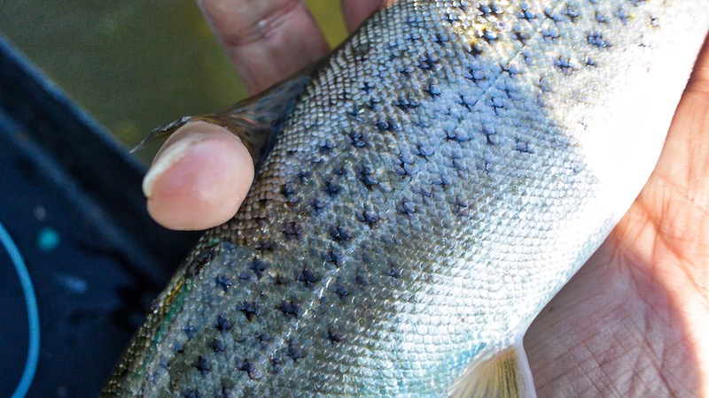 180904 udbyhoj trout