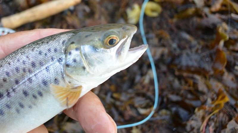 180909 esby small trout