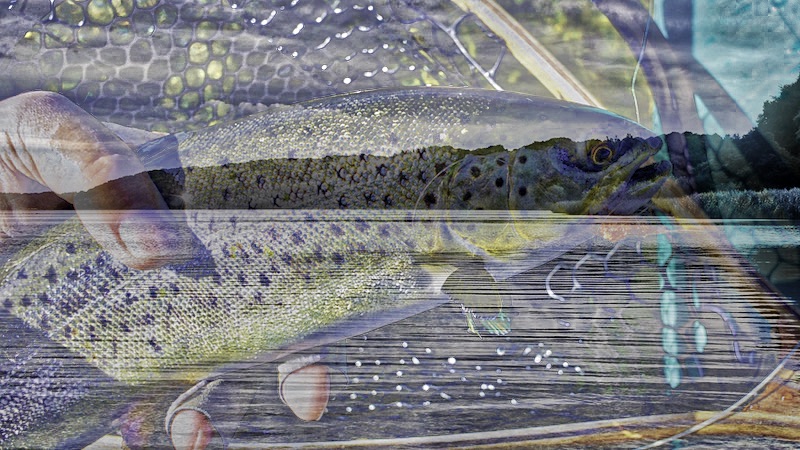 180916 ornedalen trout
