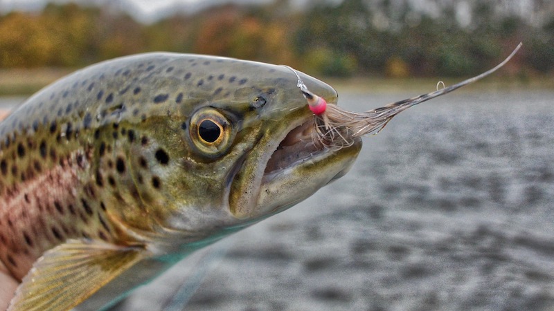 181104 stines trout closeup