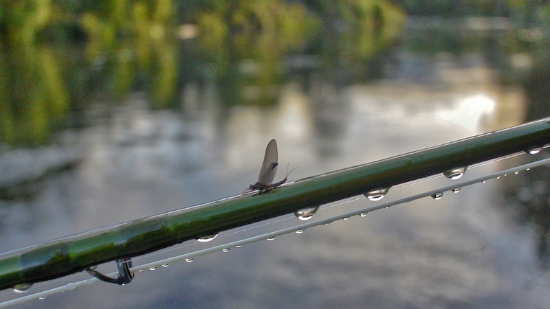 181117 tongariro river mayfly
