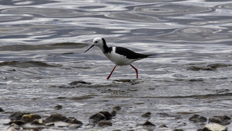 181120 taupo pied stilt