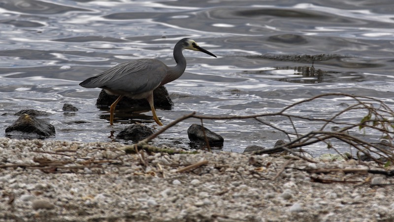 181120 taupo white faced heron