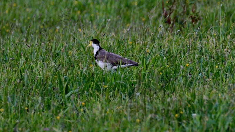 181122 tailwater Spur winged plover