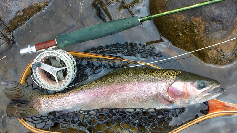 181122 tailwater rainbow
