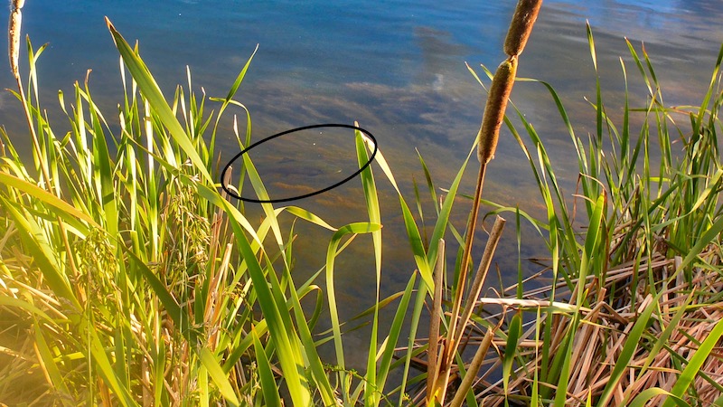181122 tailwater trout