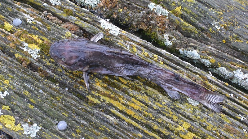 181128 toringo catfish