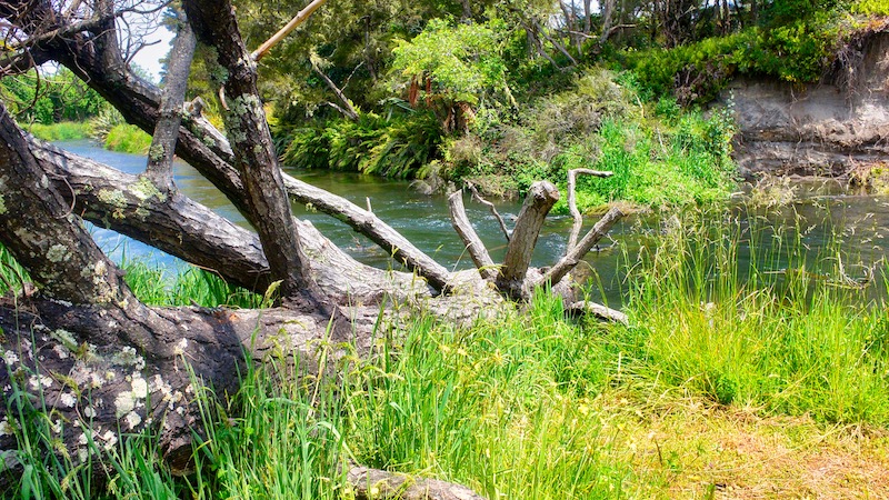 181202 waitahanui fallen tree