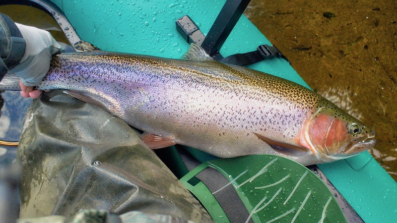 181205 lakeO rainbow trout