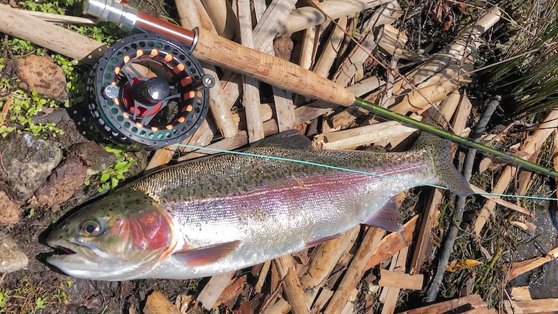 181208 lake taupo trout