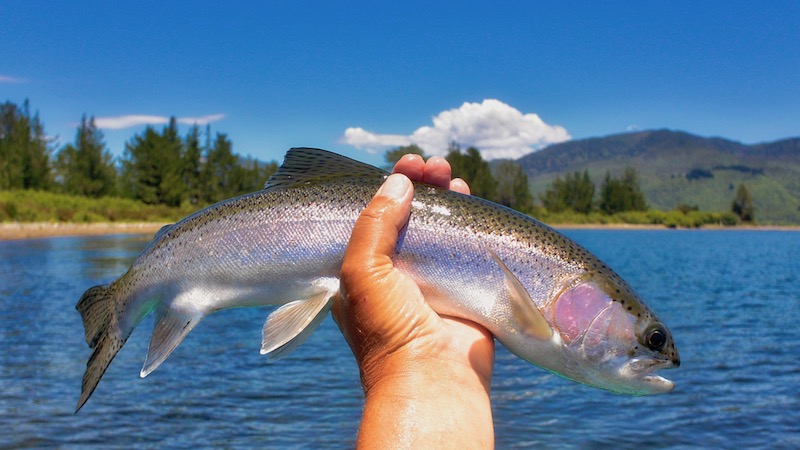 181209 taupo syd rainbow trout
