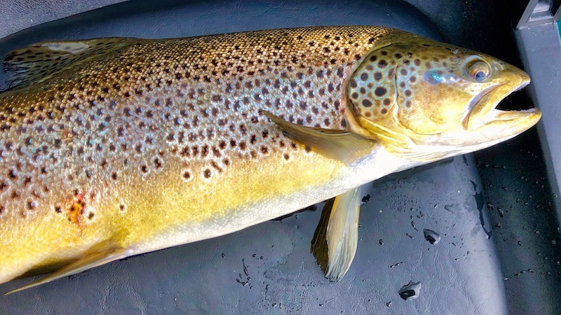 181213 O brown trout