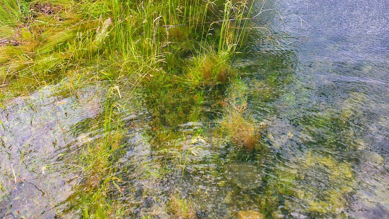 181219 benmore grass