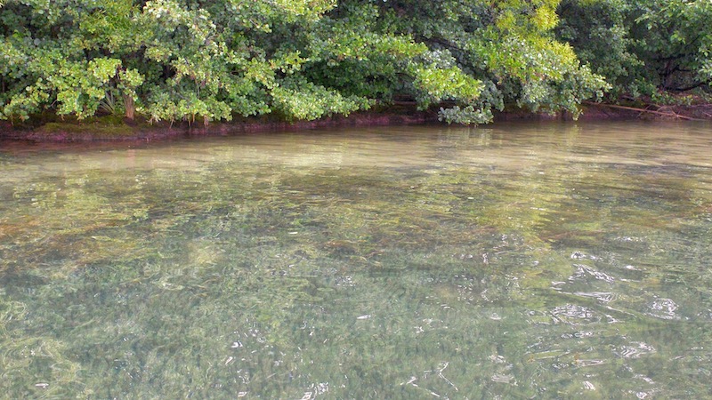 181221 WAITAKI clear water