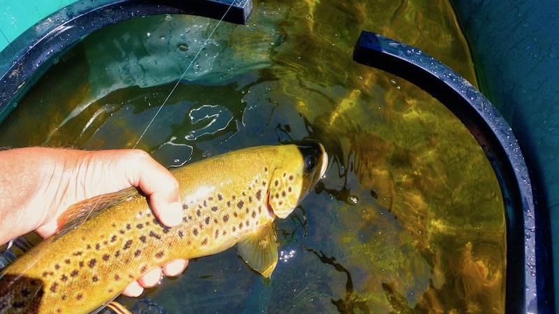 181225 opuha brown trout
