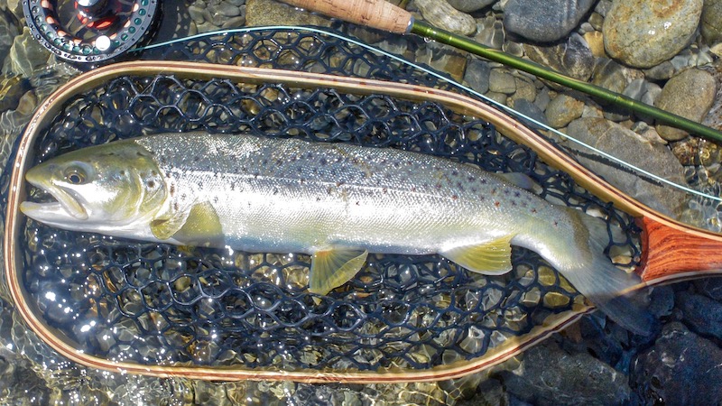 181226 brunner gray trout