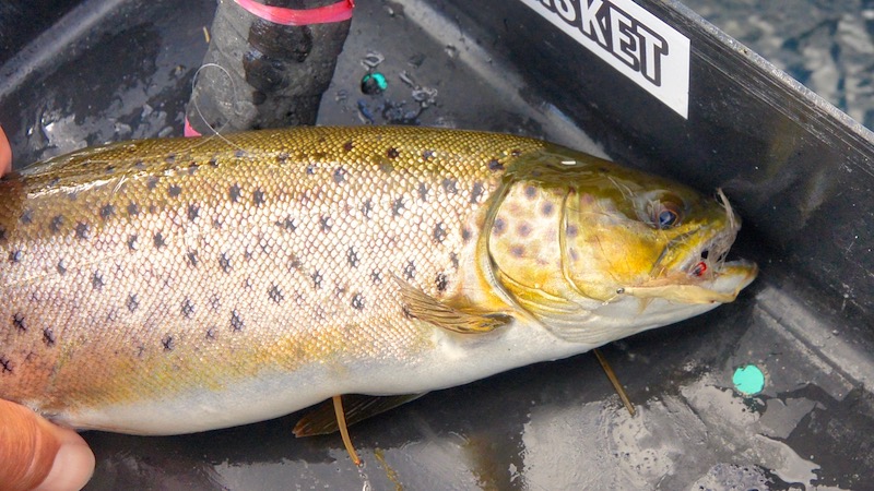 190318 ornedalen trout