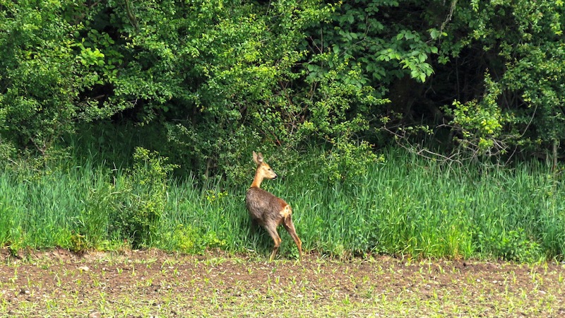 190527 milldam deer