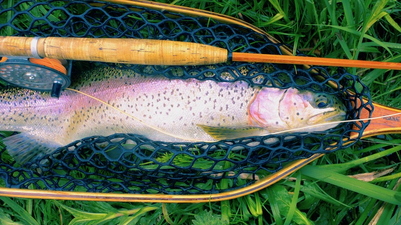 190527 milldam rainbow rod