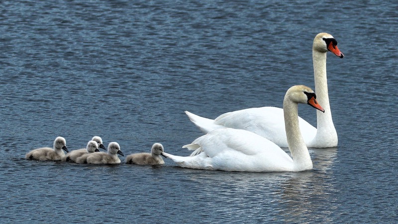 190527 milldam swans