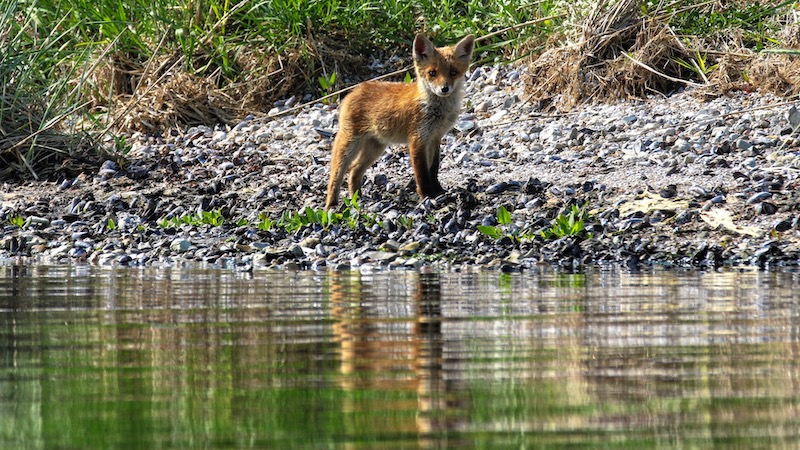 190604 mariager fox