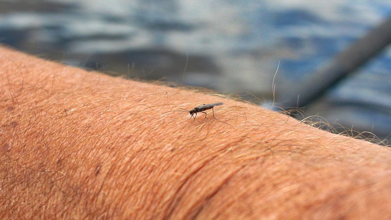 Slørvinge 190629 rena holmbo stonefly