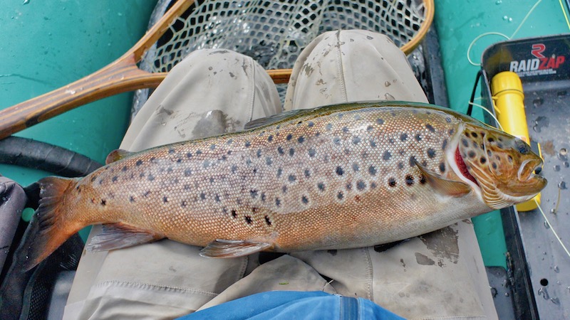 190701 rena holmbo trout