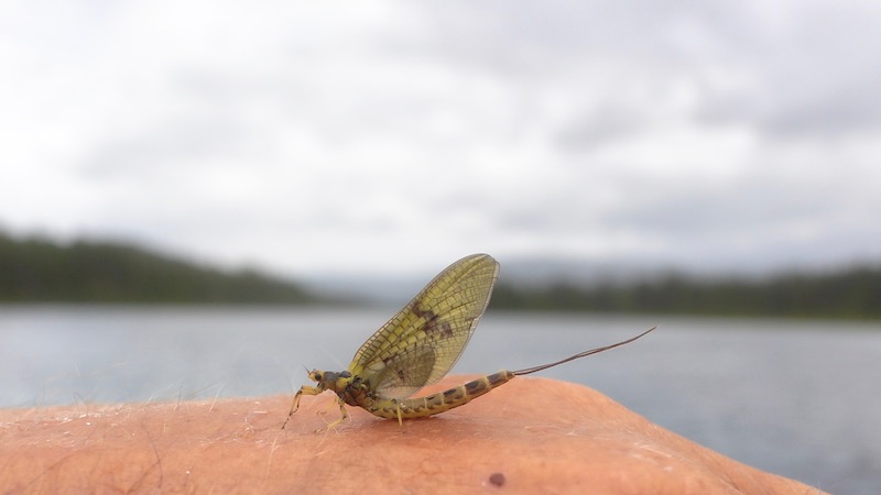 190701 rena holmbo vulgata