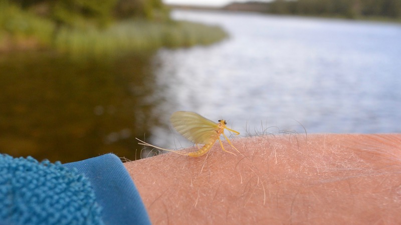 190704 rena gul mayfly