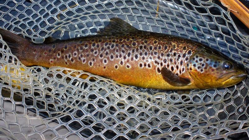 190713 rena deset trout