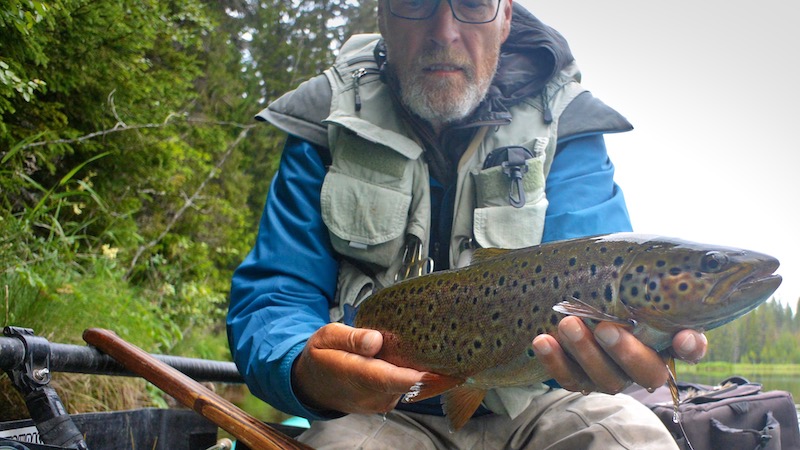 Rena ørred 190714 rena holmbo hl female trout