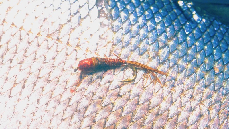 190715 rena lobsee pheasant tail