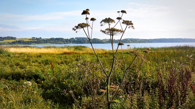 190815 ornedalen horsebay