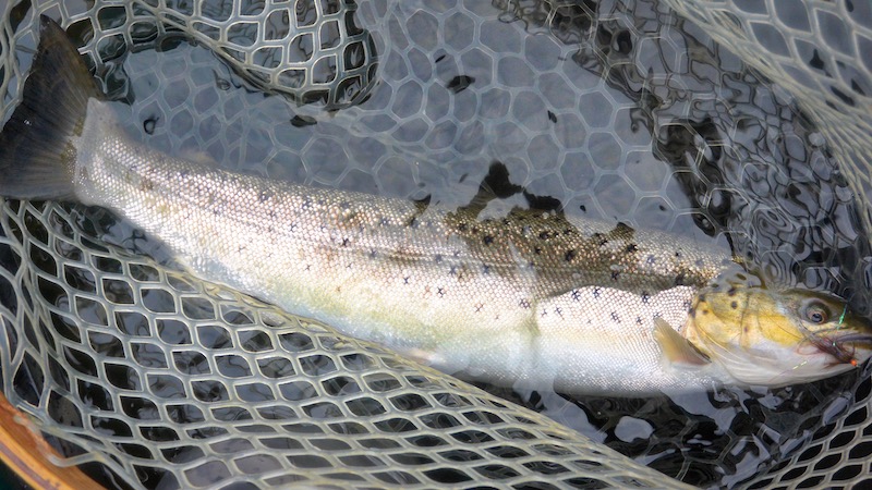 190821 hobro trout