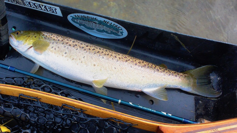 190906 kajak trout
