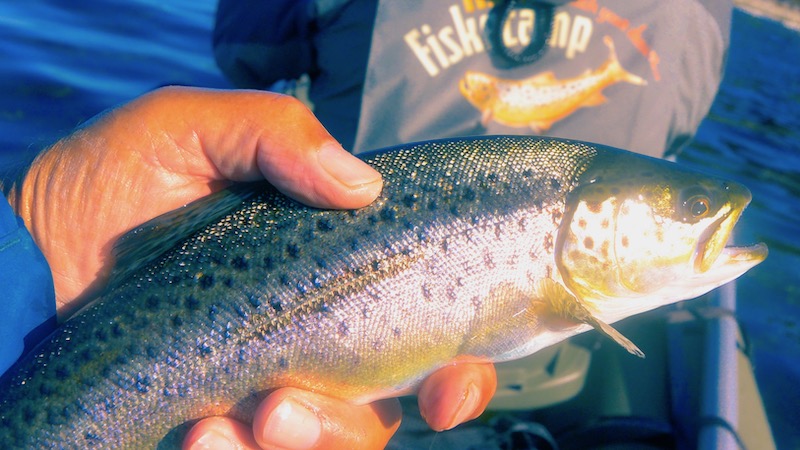 190921 maraiger larsb trout