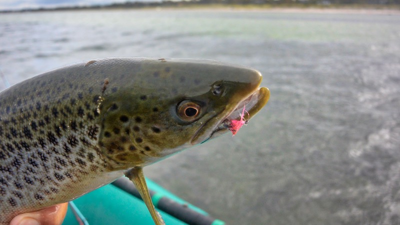 190929 fjellerup trout havlus